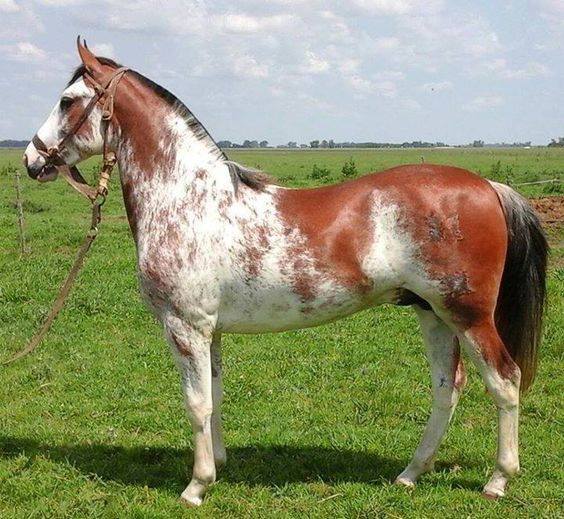 criollo horses for sale uk